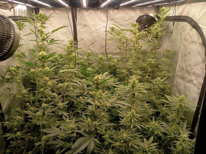 Lets Test some Strains. Week 10 - All