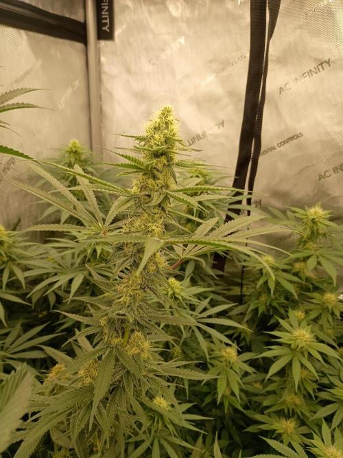 Lets Test some Strains. Week 10 - ICC