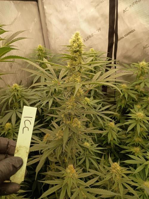 Lets Test some Strains. Week 10 - Icc2