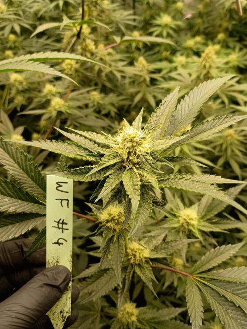 Lets Test some Strains. Week 10 - Wizard fuel 