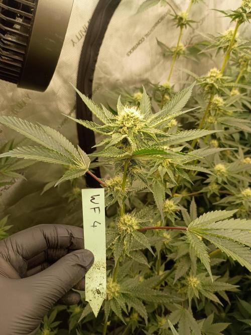 Lets Test some Strains. Week 10 - Wizard fuel 