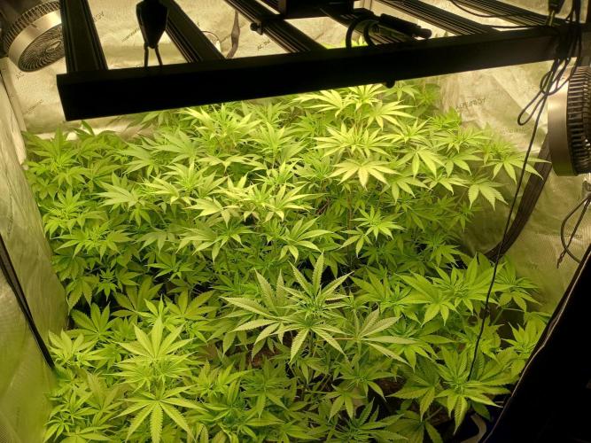 Fullgas vs Exodus Cheese. Week 6 - 1