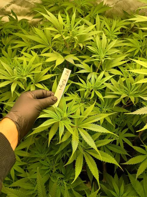 Fullgas vs Exodus Cheese. Week 6 - 2