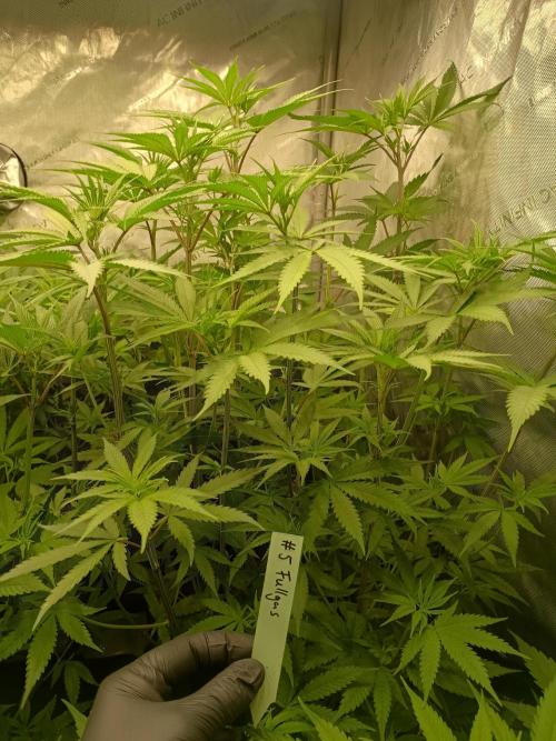 Fullgas vs Exodus Cheese. Week 6 - 3