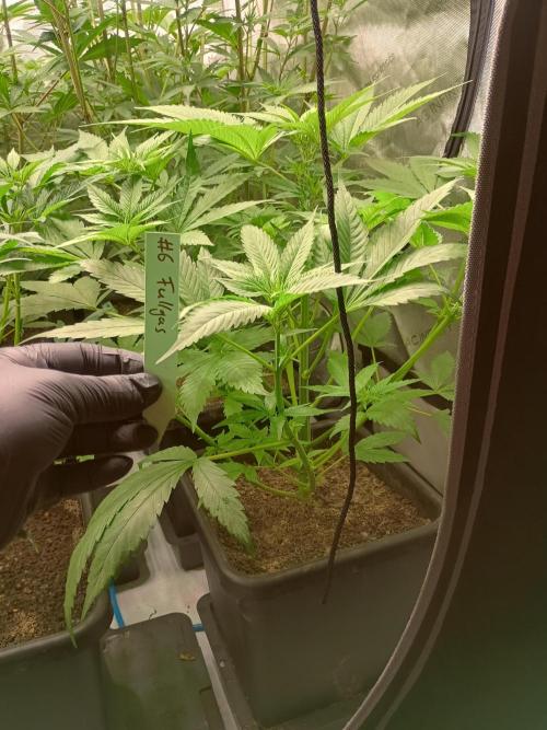 Fullgas vs Exodus Cheese. Week 6 - 4