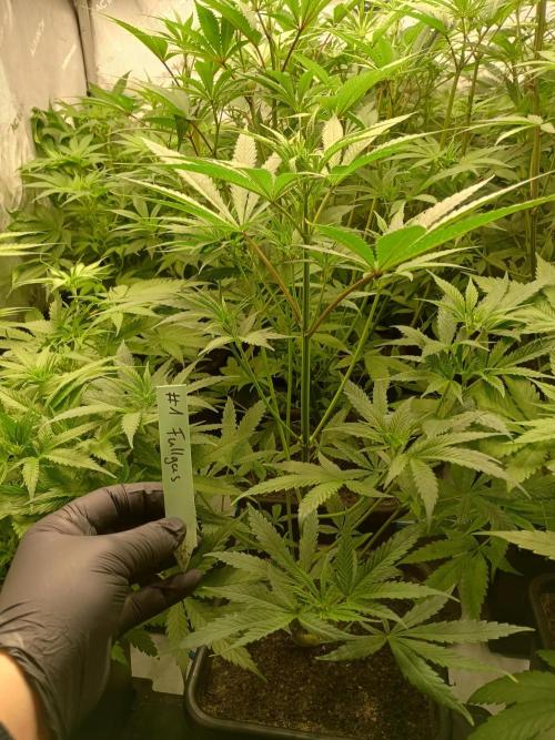 Fullgas vs Exodus Cheese. Week 6 - 5