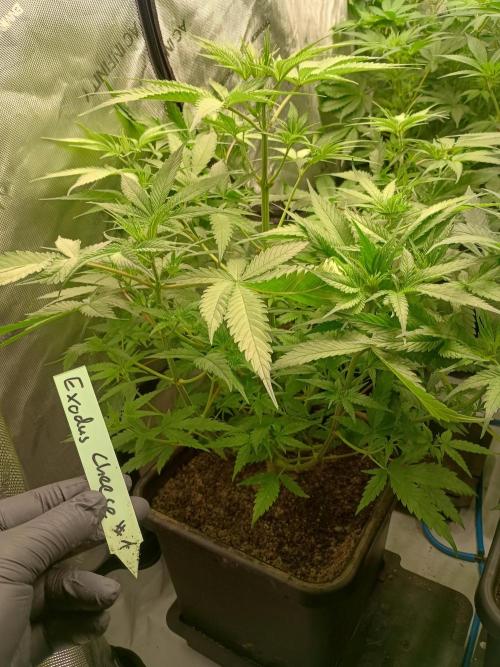 Fullgas vs Exodus Cheese. Week 6 - 6