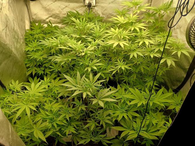 Fullgas vs Exodus Cheese. Week 6 - 7