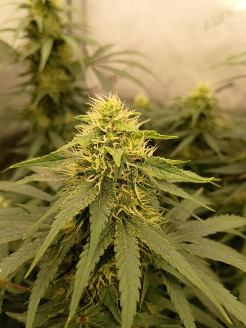 Lets Test some Strains. Week 11 - AK47