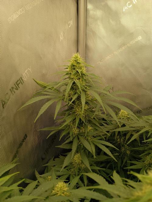 Lets Test some Strains. Week 11 - AK47