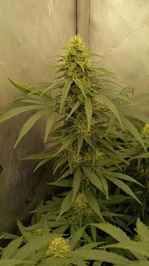 Lets Test some Strains