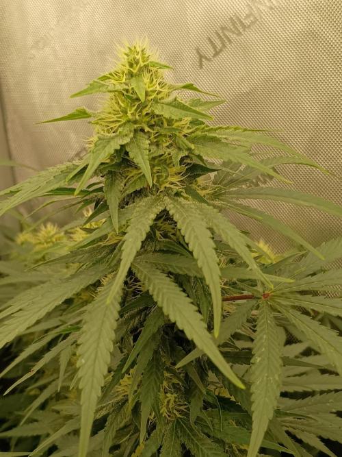 Lets Test some Strains. Week 11 - AK47