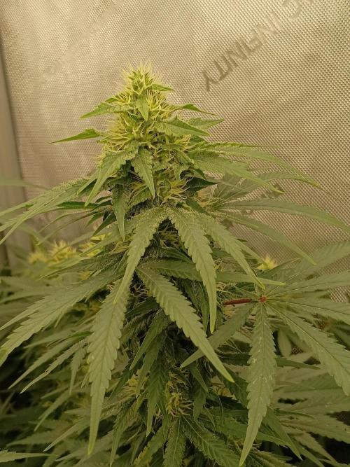 Lets Test some Strains. Week 11 - AK47