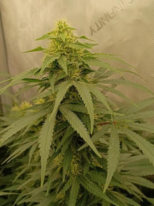 Lets Test some Strains. Week 11 - AK47