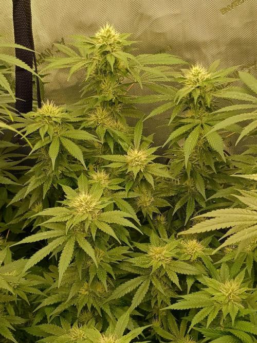 Lets Test some Strains. Week 11 - Bubblegum 