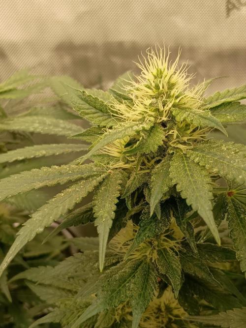 Lets Test some Strains. Week 11 - Bubblegum 