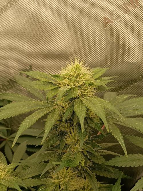 Lets Test some Strains. Week 11 - Bubblegum 