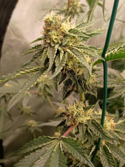 Lets Test some Strains. Week 11 - Wizard fuel 