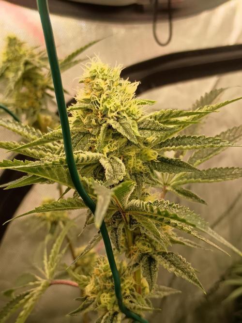 Lets Test some Strains. Week 11 - Wizard fuel 