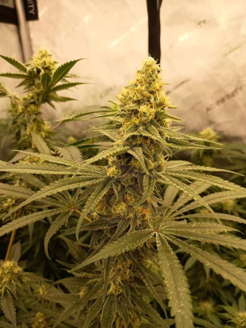 Lets Test some Strains. Week 11 - ICC