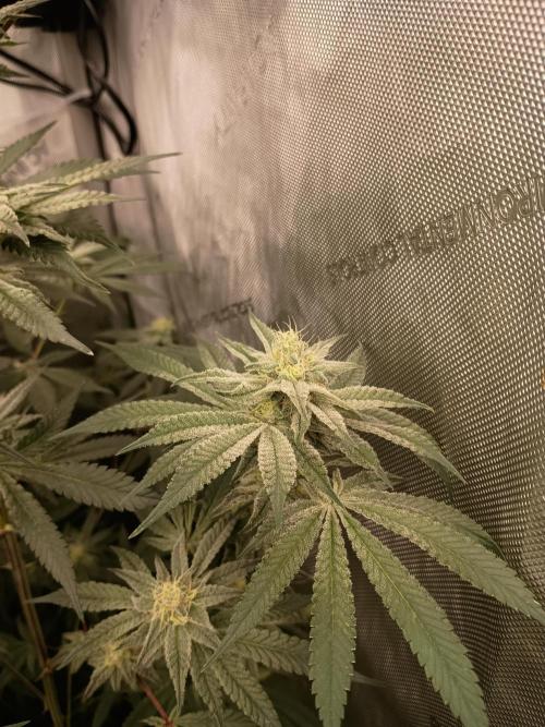 Lets Test some Strains. Week 11 - Trich Beast 