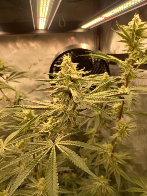 Lets Test some Strains. Week 11 - Trich Beast 