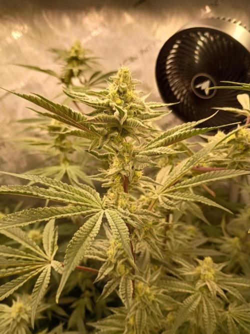 Lets Test some Strains. Week 11 - Trich Beast 