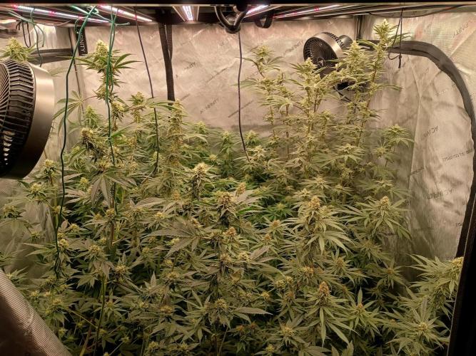 Lets Test some Strains. Week 11 - Overview