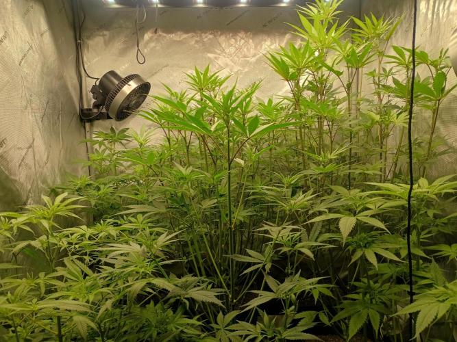 Fullgas vs Exodus Cheese. Week 7 - 1