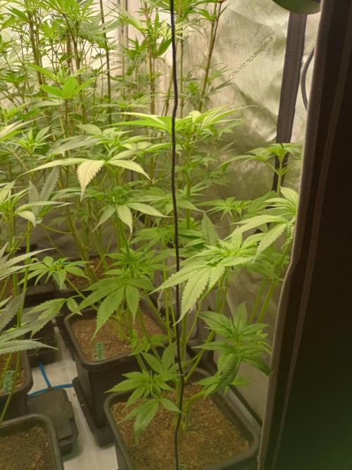 Fullgas vs Exodus Cheese. Week 7 - 2