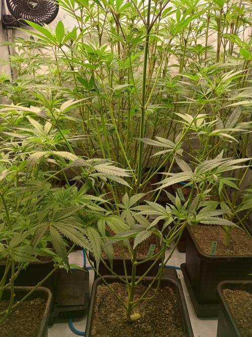 Fullgas vs Exodus Cheese. Week 7 - 3