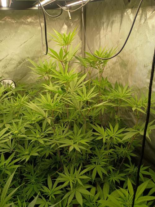 Fullgas vs Exodus Cheese. Week 7 - 4