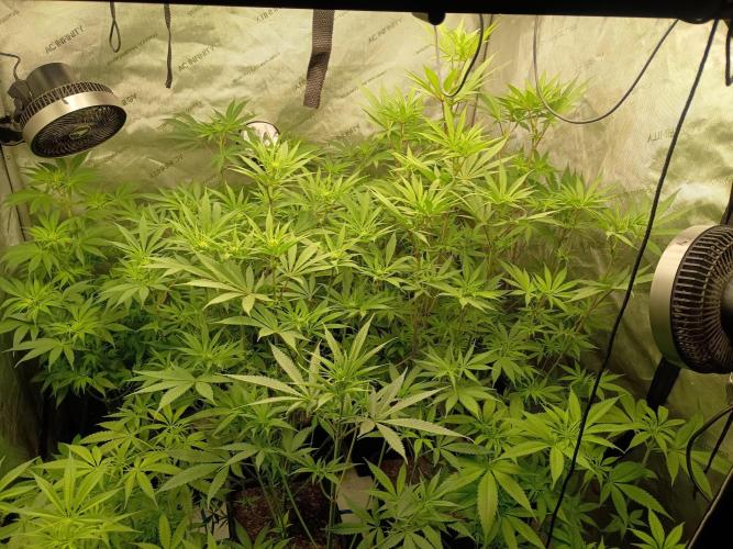 Fullgas vs Exodus Cheese. Week 7 - 5