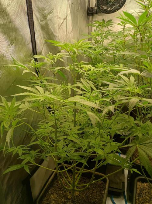 Fullgas vs Exodus Cheese. Week 7 - 6