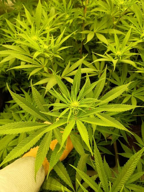 Fullgas vs Exodus Cheese. Week 7 - 7