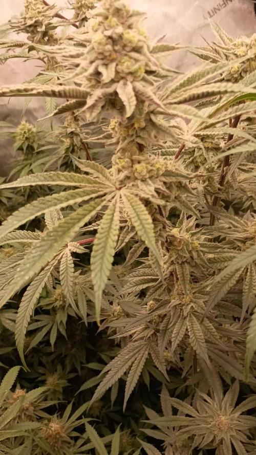 Lets Test some Strains