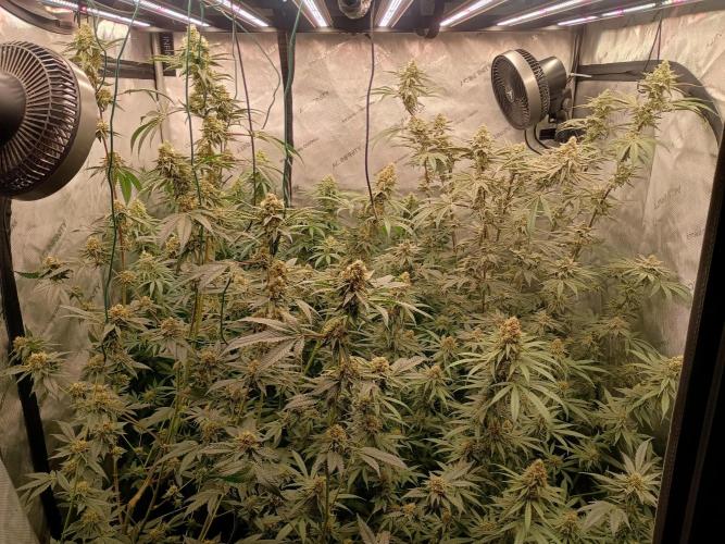 Lets Test some Strains. Week 12 - All