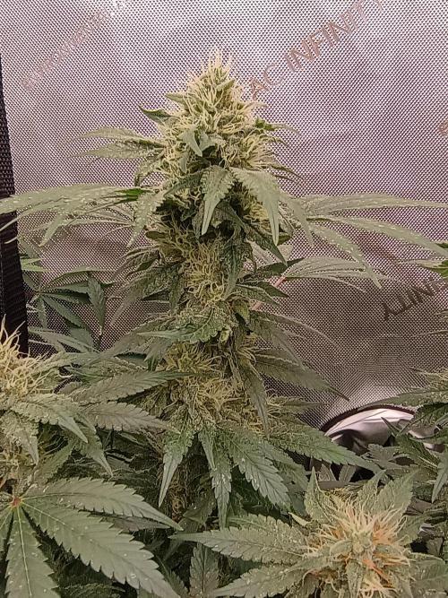 Lets Test some Strains. Week 12 - Ak