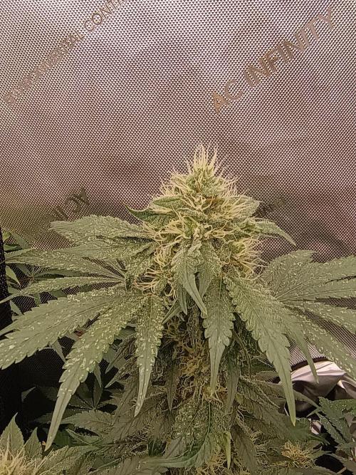 Lets Test some Strains. Week 12 - Bubblegum 