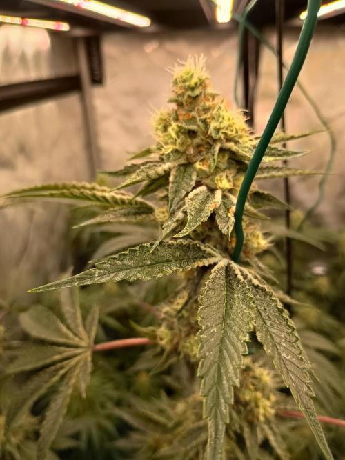 Lets Test some Strains. Week 12 - Wizard fuel 