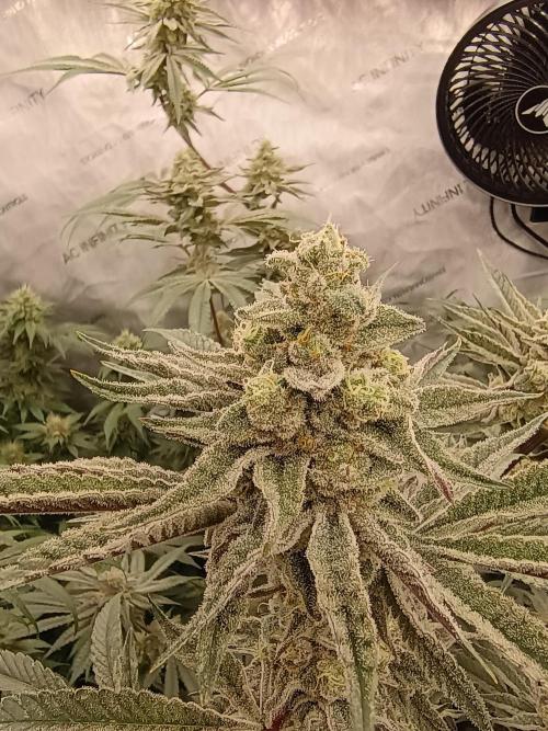 Lets Test some Strains. Week 12 - Trich Beast 