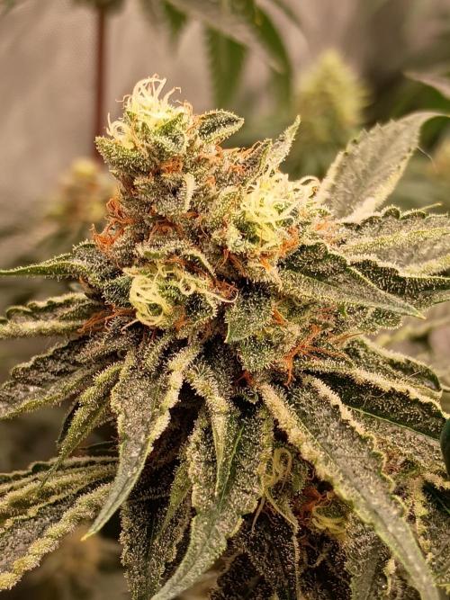 Lets Test some Strains. Week 12 - Wizard fuel 