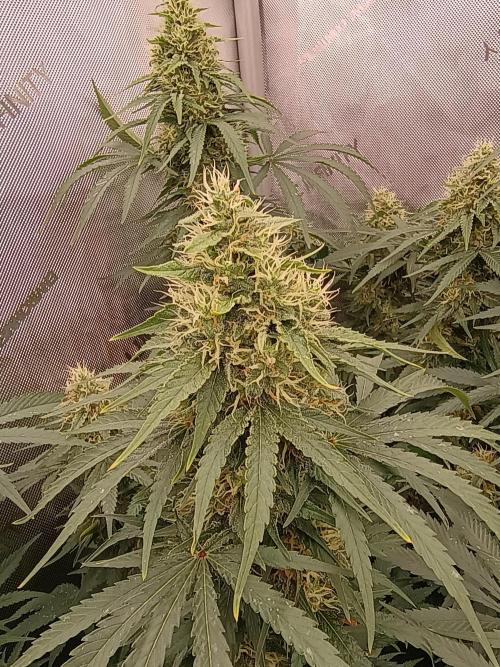 Lets Test some Strains. Week 12 - Ak47