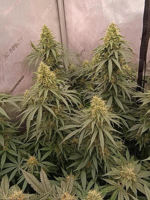 Lets Test some Strains. Week 12 - Ak47