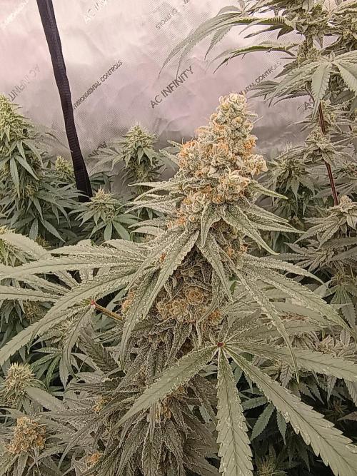 Lets Test some Strains. Week 12 - ICC