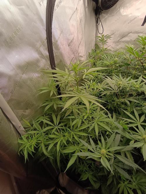 Fullgas vs Exodus Cheese. Week 8 - 4