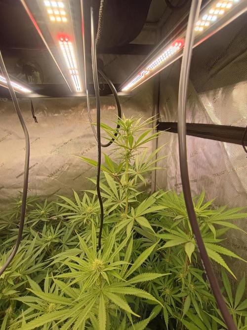 Fullgas vs Exodus Cheese. Week 8 - 6