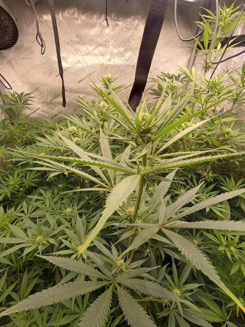 Fullgas vs Exodus Cheese. Week 8 - 8