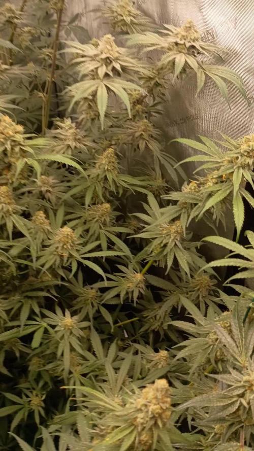 Lets Test some Strains