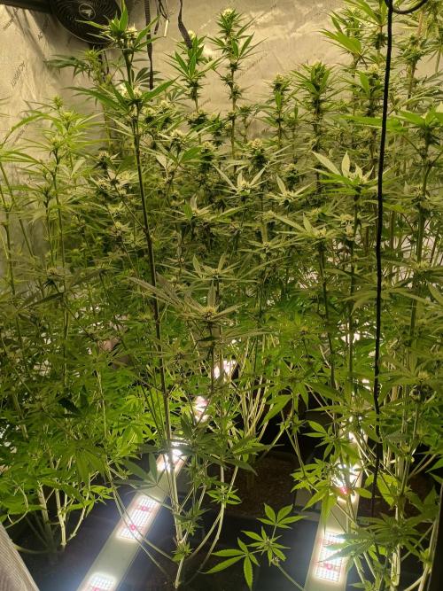 Fullgas vs Exodus Cheese. Week 9 - All